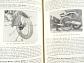 The Book of the B.S.A. - F. J. Camm - 1935 - Pitman's Motor Cyclist Library - BSA