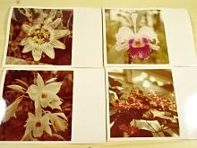 Květy - fotografie